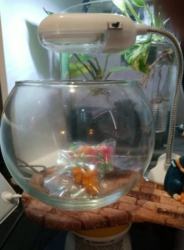 Mini Glass Bowl Beta Fish Tank With Led Light And 2 Cats Deco Included Rocks N 2